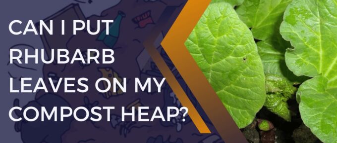Can I Put Rhubarb Leaves On My Compost Heap?