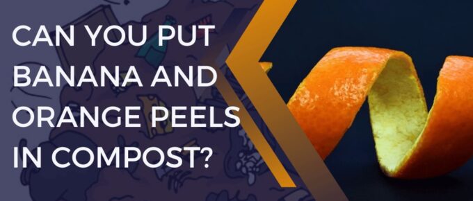 Can You Put Banana and Orange Peels in Compost?