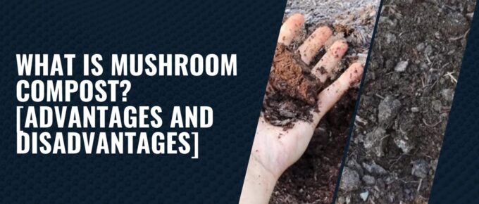 What is Mushroom Compost? [Advantages and Disadvantages]