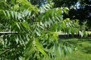black-walnut-tree